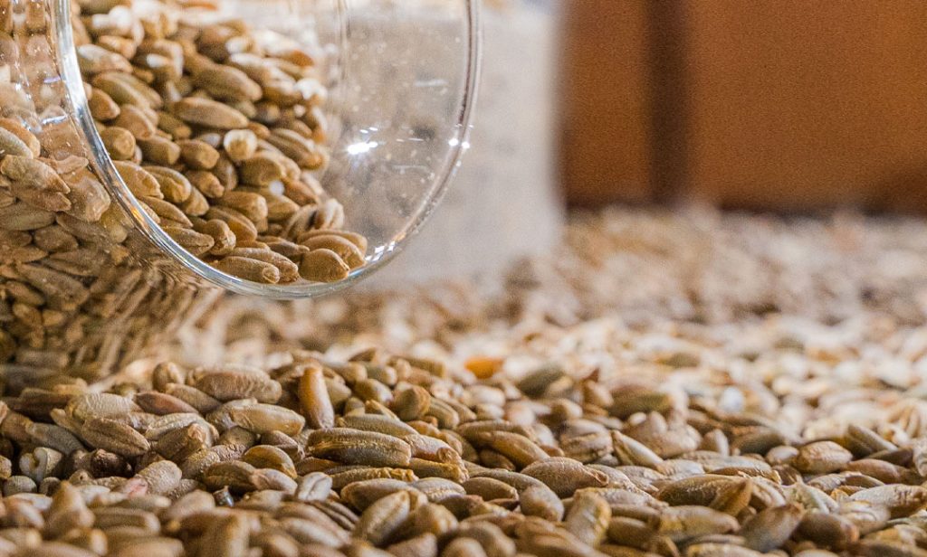 birra come si fa? Il malto